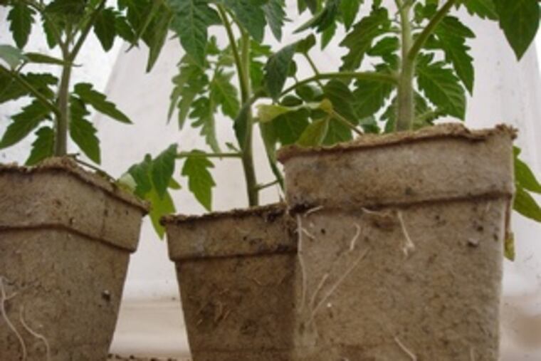 "They're an organic alternative," Matt Freund says of his CowPots. Made of cow manure, they can last 10 to 12 weeks.