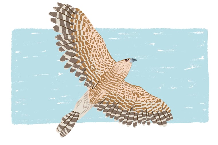 Sharp Skinned Hawk
