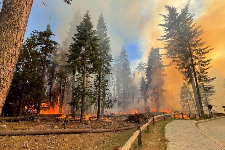 Firefighters at work in Mariposa Grove, California, on July 7.