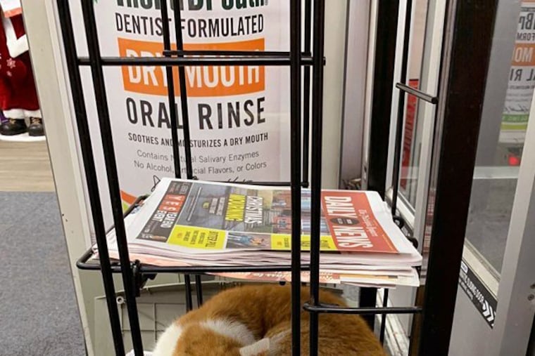 Abandoned by his owners, an orange-and-white tabby takes refuge at a CVS, where he's often found sleeping on the newspaper stands. Neighborhood residents seek to find him a new home.