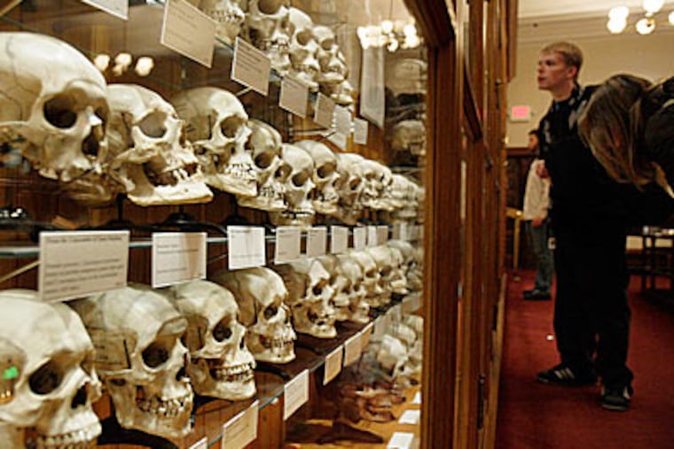 Some of the 139 skulls in the Hyrtl Collection of Europeans are getting CT scans in collaboration with the Penn Museum. ( Elizabeth Robertson / Staff Photographer )