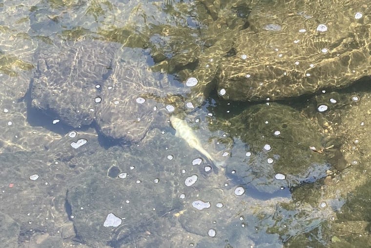 One of hundreds of fish that died in Tacony Creek.