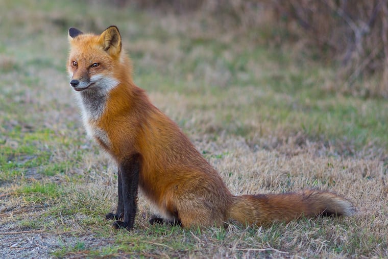 This photo from Richard Tananis was taken at Cape Henlopen State Park in Delaware.