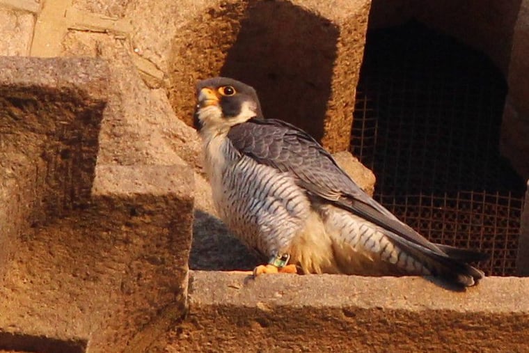 A peregrine falcon found dead last week is seen here protecting his home at St. John the Baptist Roman Catholic Church in Manayunk. He had a severed leg.