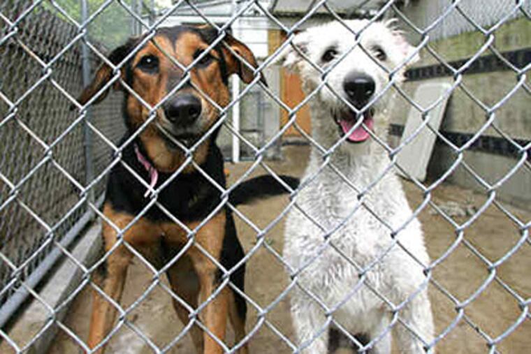 Dogs (and cats) have a home for life at the no-kill shelter. The staff and volunteers are making increasingly visible efforts to find them adoptive homes. (David Swanson / Staff)