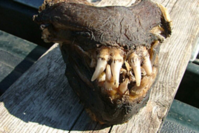 The six-foot-long wolf eel is a type of fish that is actually quite edible, according to John Lundberg, curator of fishes at the Academy of Natural Sciences in Philadelphia. Lundberg doesn't know the species of the wolf eel, but said the genus is Anarhichas.