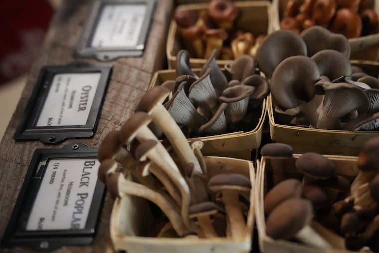 Fresh mushrooms available at the Northwood Mushroom booth at the Mill City Farmer's Market in Minneapolis, Minnesota, on Saturday, Jan. 21, 2023. (Shari L. Gross/Minneapolis Star Tribune/TNS)