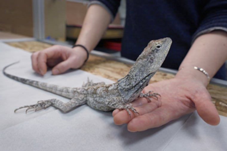 A basilisk, which can run on two legs, gets ready to roll in Tonia Hsieh's lab at Temple. (Michael S. Wirtz / Staff Photographer)