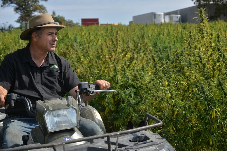 Steve Groff is getting ready to harvest his first crop of hemp plants at his farm in Holtwood ,Lancaster County . Images from September 23rd,, 2019 (Photo by Bob Williams For The Inquirer)