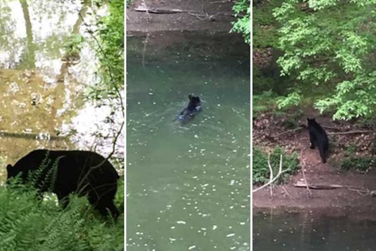 A black bear was spotted in the Wissahickon Creek on Friday, May 13, 2016.