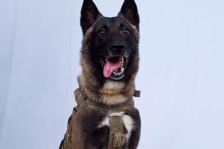 In this photo provided by the White House via the Twitter account of President Donald Trump after it was declassified by Trump, a photo of the military working dog that was injured tracking down Abu Bakr al-Baghdadi in a tunnel beneath his compound in Syria. Joint chiefs Chairman Gen. Mark Milley told reporters Monday that the animal "performed a tremendous service" and said the dog was "slightly wounded" but is now recovering and has returned to duty at an undisclosed location. The dog's name remains classified. (White House via AP)