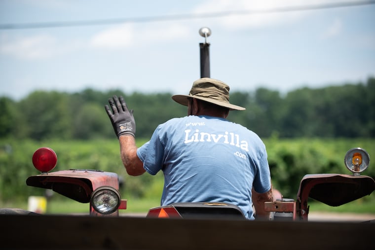 Hayride driver Dave Icenhour waves to passersby while moving through the fields at Linvilla Orchards near Media on Wednesday. Local farmers are dealing with rising extreme heat in the region which is impacting crop yields and visitation.