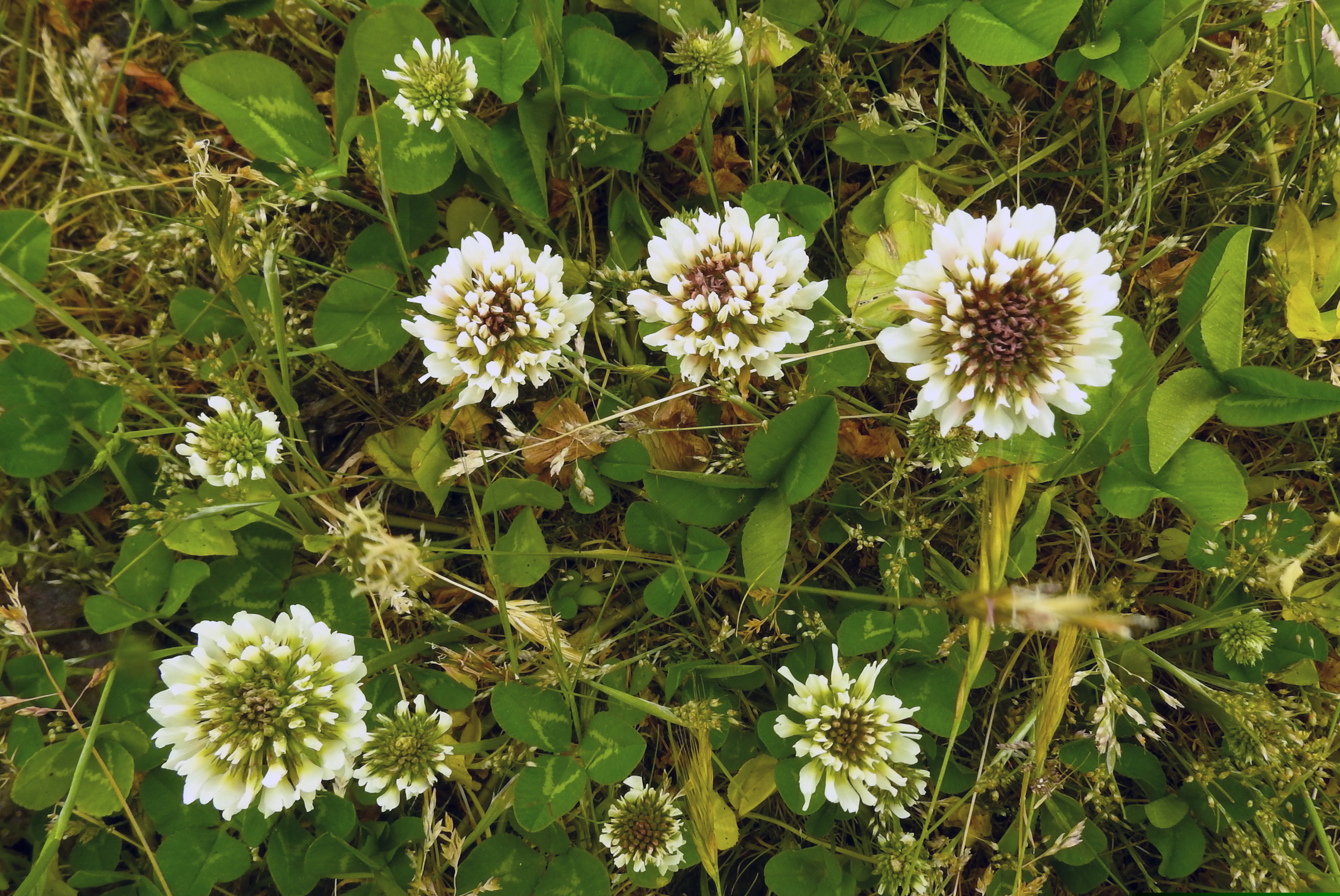 Clover is a spontaneous ground cover that is a great pollen source for beneficial insects.