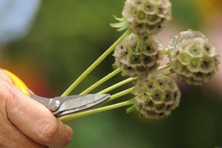 Large echinacea cones. ( Bradley C Bower / Philadelphia Inquirer )