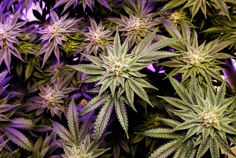 A marijuana plant grows under artificial light at an indoor facility in Portland, Maine.
(AP Photo/Robert F. Bukaty, File)