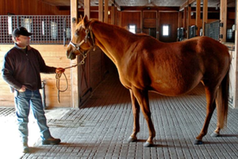 Broodmare Turkish Tryst, pregnant again , is the mother of Hard Spun. Brooks Adams leads her out of the stable at Brushwood Stables.
