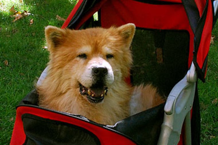 Chrimbeau, a seventeen-year-old Chow Chow with arthritis, enjoys a ride in Rittenhouse Square, pushed by her devoted owner Daniella Cattaneo. (Jessica Westergom / Philadelphia Daily News)