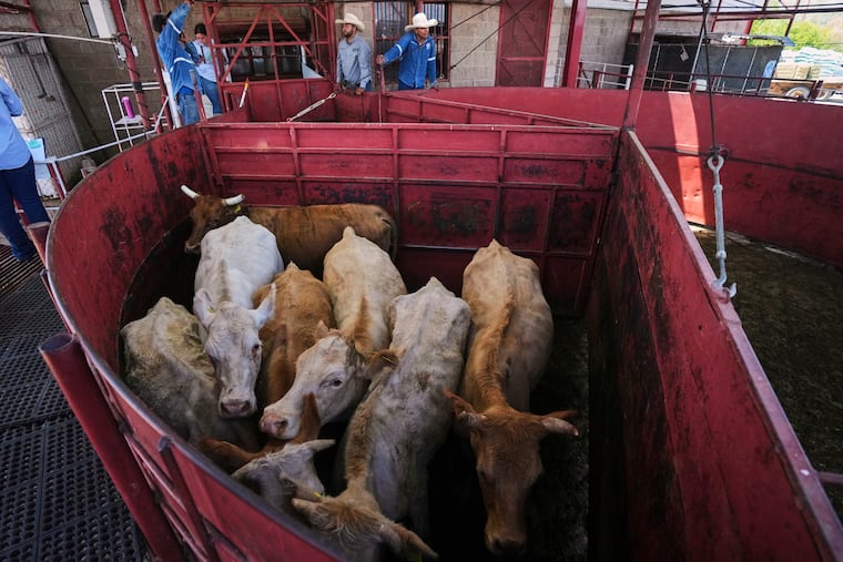Cows are fenced in before being displayed at a cattle auction in Hermosillo, Sonora State, Mexico, in 2025.