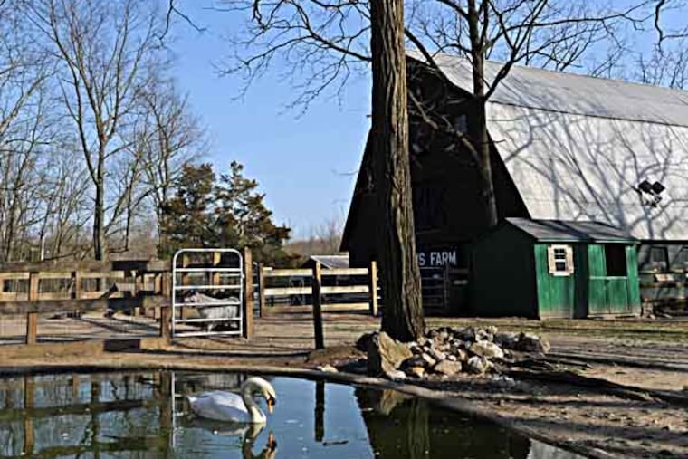 Mount Laurel, NJ on April 10, 2013. Here, a swan at Paws Farm Nature Center on Hainesport-Mt. Laurel Road. ( APRIL SAUL / Staff )
