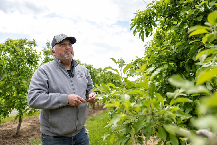 Jeremy Zeager, 44, farm manager at Highland Orchard, checking the apple trees that were affected by the April freeze.