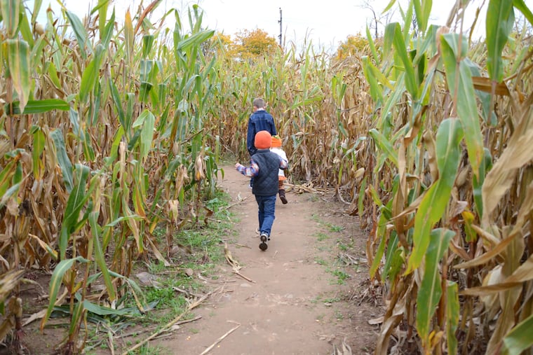 A 5-acre corn maze is part of the fun at Hellerick's Family Farm in Doylestown.