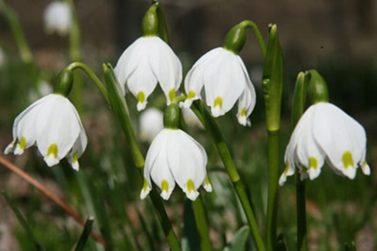 One Snowflake In Spring Spring forth