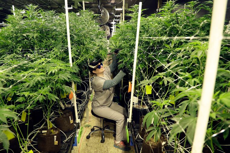 Heather Randazzo, a grow employee at Compassionate Care Foundation's medical marijuana dispensary, trims leaves off marijuana plants in the company's grow house in Egg Harbor Township, N.J.