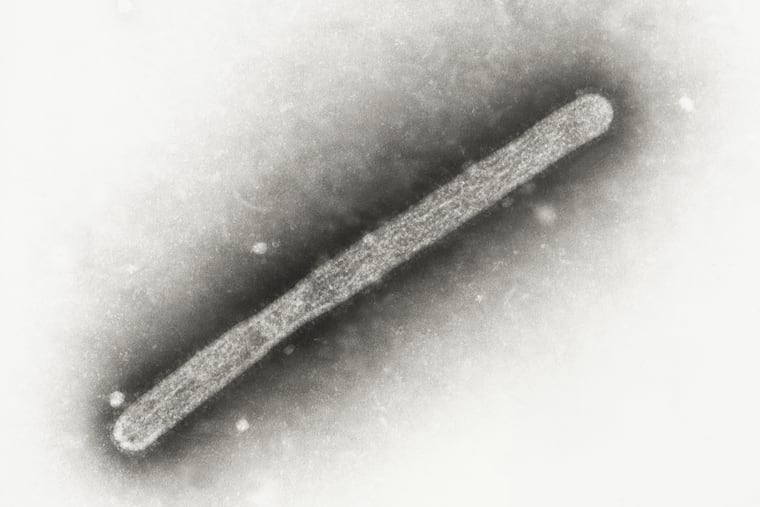 This 2005 electron microscope image shows an avian influenza A H5N1 virion. A second human case of the flu that has infected birds and cattle across the country was identified in Michigan Wednesday.