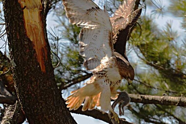 A red-tailed hawk brings food back to his mate sitting in a nest high atop a pine tree on St. Joseph's University campus overlooking busy City Line Ave. on April 24, 2014. Experts believe there may be two or three eggs in the nest, which is appropriate for a campus that sits on "Hawk Hill" and whose mascot, The Hawk, will never die. ( CLEM MURRAY / Staff Photographer )