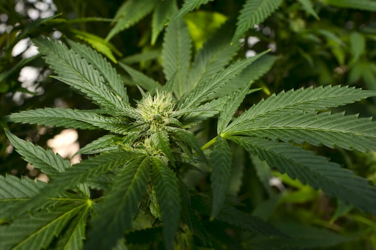 A marijuana plant. Dr. Lynn Bornfriend and Dr. Ari Greis will talk to a 420EDx event on Wednesday evening in Old City Philadelphia. (AP Photo/Richard Vogel, File)