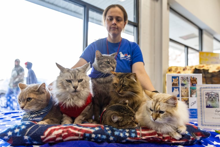 Gwyneth Hayes, Volunteer with Caring Hearts Pet Therapy, presents six therapy cats, John David, Darius, Chase, Phil, Flora, and Gus, at the Philadelphia Cat Show at the Greater Philadelphia Expo Center in Oaks, Pa., on Saturday Dec. 17, 2022.