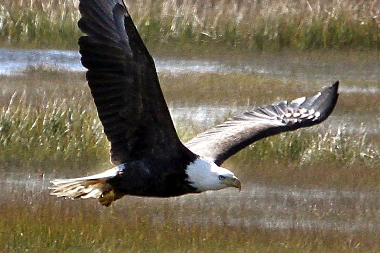 FILE - In this Nov. 1, 2011 file photo, a bald eagle soars over the marshes off North Wildwood Boulevard in the Grassy Sound section of Middle Township, N.J. (Dale Gerhard/The Press of Atlantic City via AP, file)