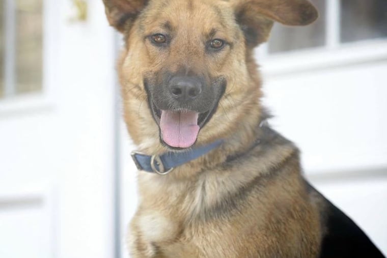 Ted, a 7 1/2-year old male German shepherd was located 40 days after he escaped from a Laurel Springs, N.J., kennel.