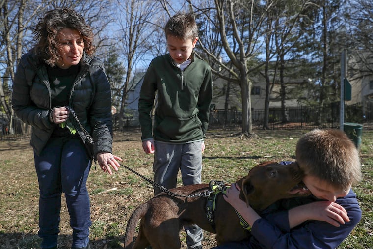 Max Siegel plays with a rescue dog outside of the Doggie Style Pets store in Narberth, Pa., while his mother Jennifer and brother Alex watch on Saturday, Feb. 22, 2020. Doggie Style is a chain of pet stores that also works with an animal rescue organization to get dogs fostered and/or adopted. The Siegels stop by Doggie Style two or three times a week to walk whichever rescue dogs are there at the time.