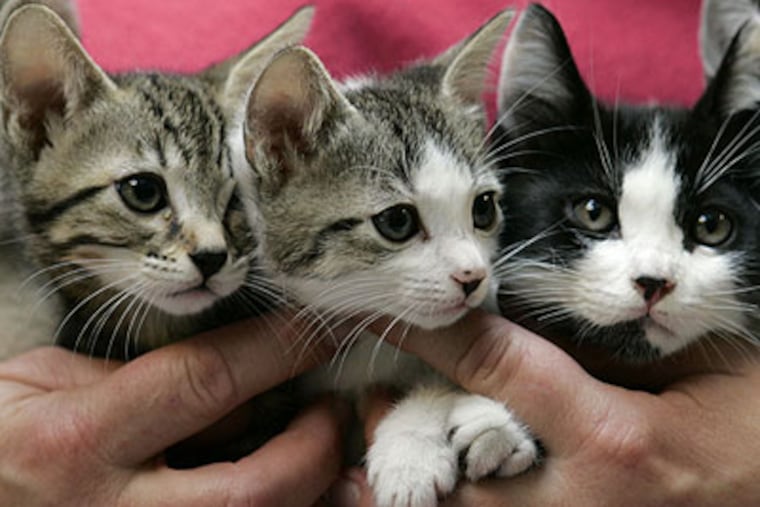 Albert Einstein Medical Center is among only nine of 201 accredited pediatric residency programs in the U.S. that still use ferrets, kittens or cats to teach endotracheal intubation. (AP Photo/Elaine Thompson)