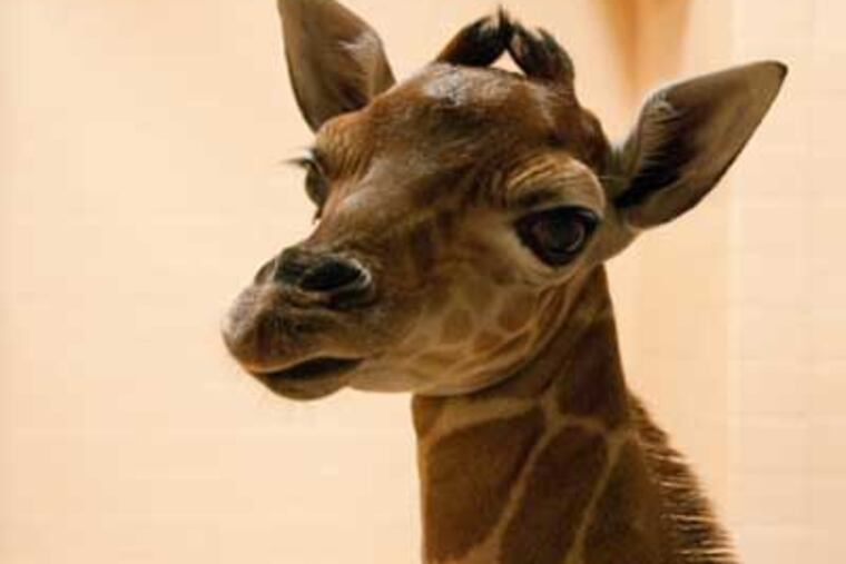 The baby giraffe is the first born at the Zoo in 13 years and is the first offspring of Stella, 9, and Gus, 4.