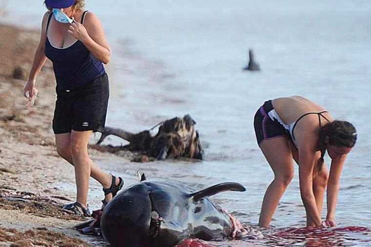 On Sunday, 11 more whales were found dead, raising the toll to 22.