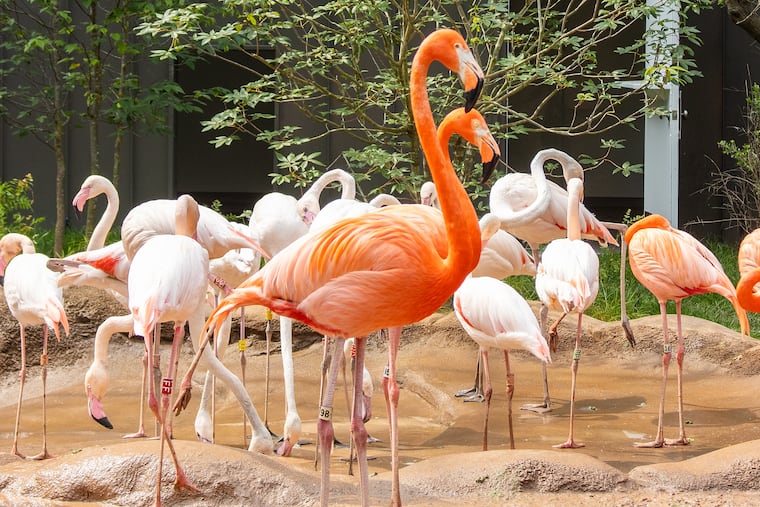 Fourteen African flamingoes, a species that hasn’t resided at the Zoo in a half-century, will join an existing flamboyance of 10 Caribbean flamingoes at the Philadelphia Zoo.