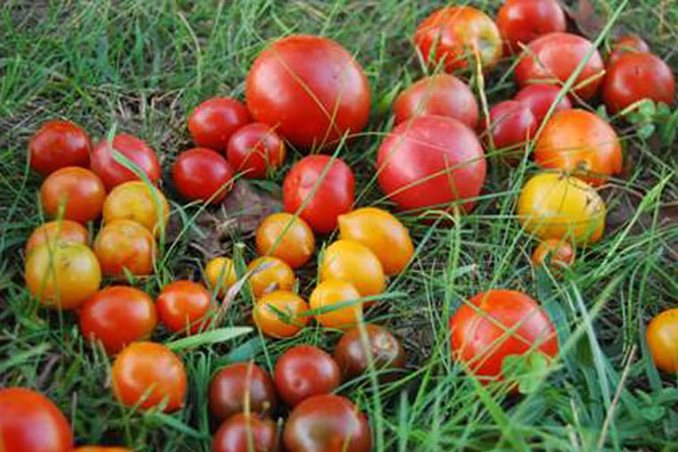 Tomato grower Tim Mountz took these photos of his summer haul at his Happy Cat Farm in Kennett Square.