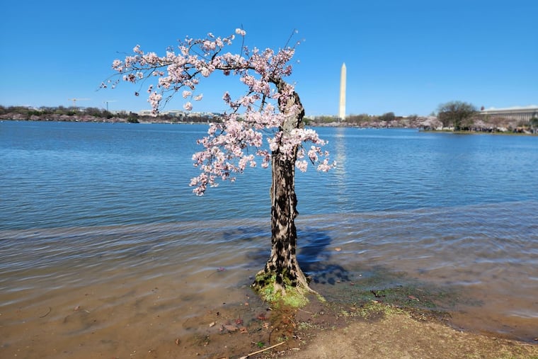 The cherry tree named Stumpy at full bloom for the last time on Saturday.