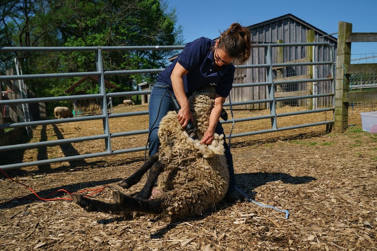 Farm adminstrator Mandy Fellouzis demonstrates how to shear a sheep on Henry the sheep, at Fox Chase Farm, in Philadelphia, April 23, 2019.