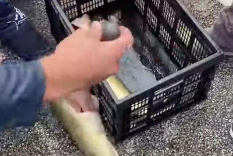 A Hermitage-based angler and his partner are accused of illegally putting weights in the fish they caught Friday.