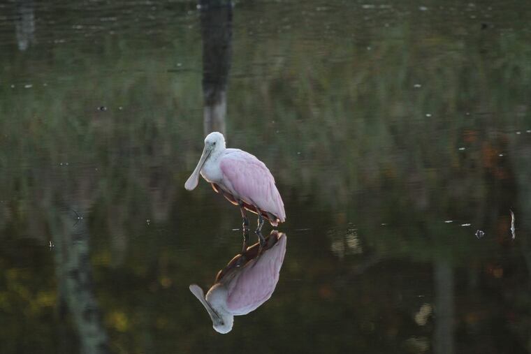 The roseate spoonbill that drifted over to a pond in Cumberland County, N.J., from its normal habitat in the South.
