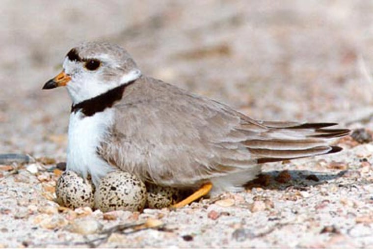 Piping plover, a small shorebird, is classified as endangered in New Jersey.