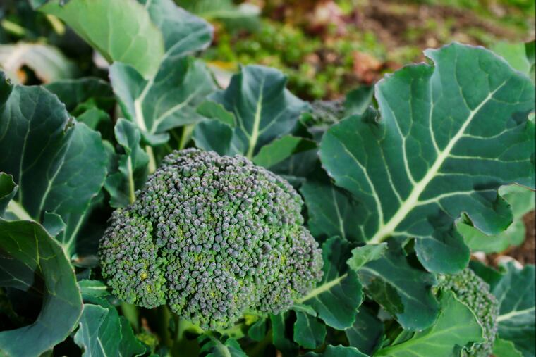 Harvest your broccoli, and keep at it this summer.