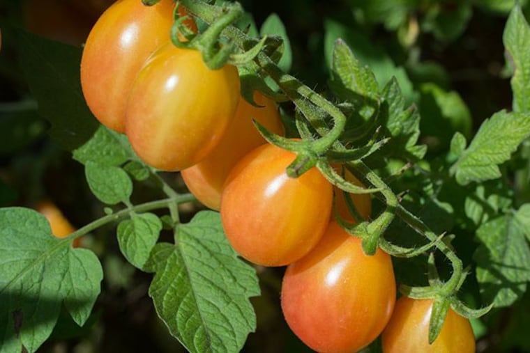 Scarlet Sunrise, a sweet, crack-resistant, bicolor grape tomato developed through a long collaboration between Pete Nitzsche, with Rutgers Extension, and Tom Orton, a Rutgers professor emeritus.