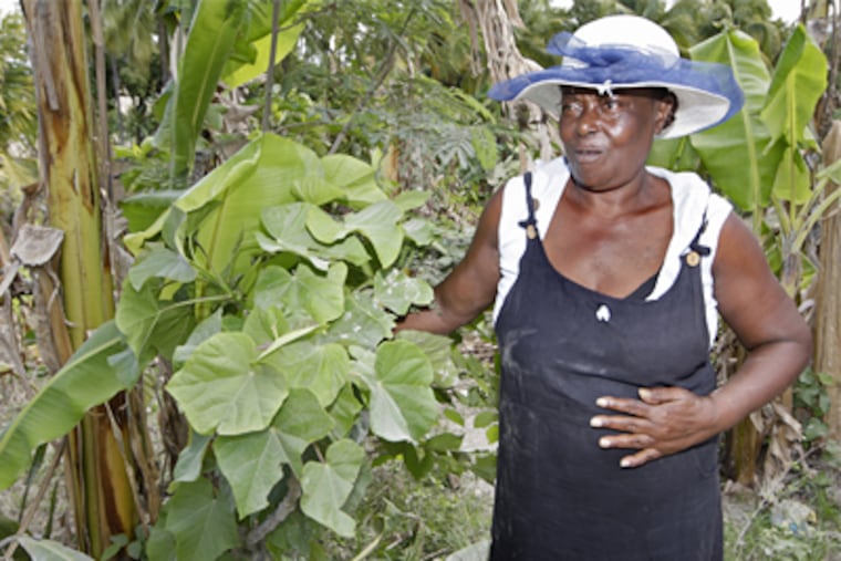 Immacula Jean, 70, a "manbo", or medicine woman, holds onto a Jatropha plant near her home north of St. Marc, Haiti, in the Artibonite Valley. (John Vanbeekum/Miami Herald/MCT)