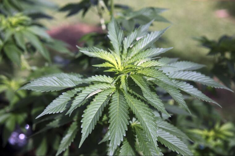 A marijuana plant under cultivation.