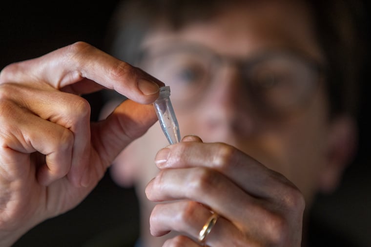 Colin Purrington, a retired Swarthmore College biology professor at his home in Swarthmore, holds a tube with a tiny wasp that he found in a dried fig from Trader Joe's.