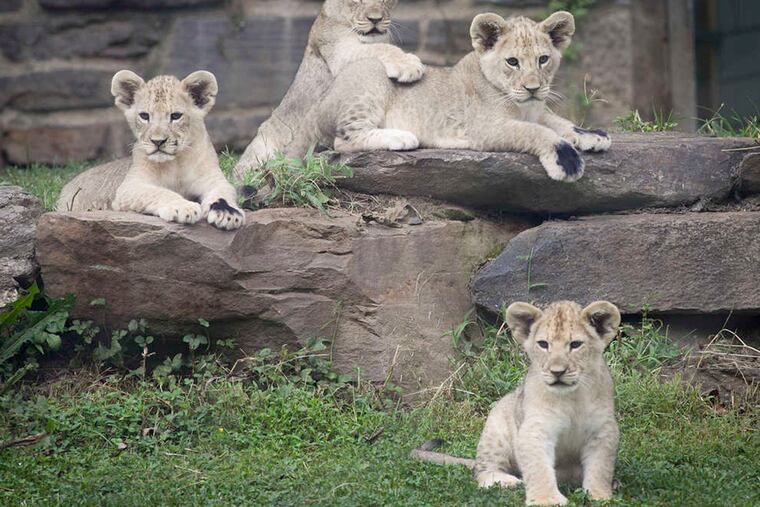 New mom Tajiri watches over her cubs - Mali, Kataba, Sabi and Msinga - which zoogoers will get to aww over today for the first time. Tajiri and baby daddy Makini mated for three days - we ain't lion!